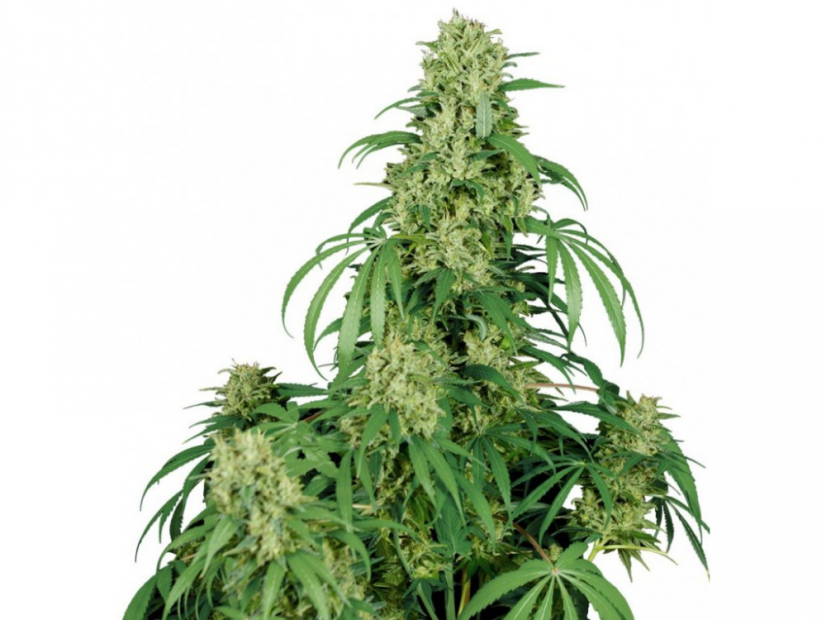 Calamity Jane Auto - samonakvétací semínka konopí - Počet semen v balení: 3, Výrobce: Buddha Seeds