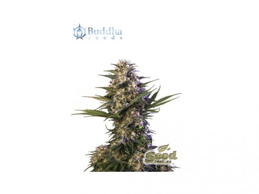 Kraken - feminizovaná semínka konopí - Počet semen v balení: 3, Výrobce: Buddha Seeds