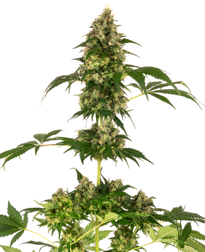 Cobalt Haze rostlina konopí