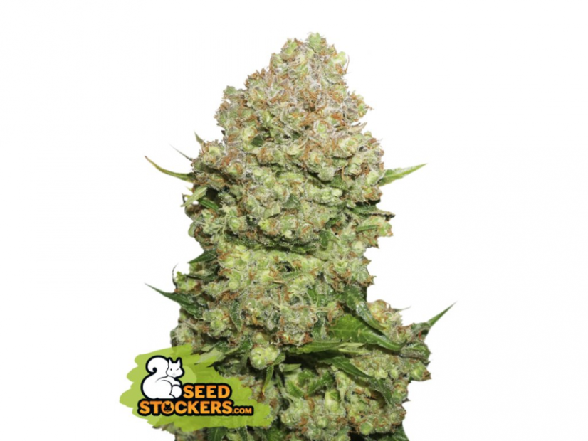 White Widow - feminizovaná semínka konopí - Počet semen v balení: 1, Výrobce: Seed Stockers