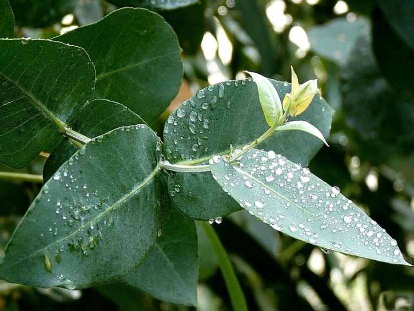 Eukalyptus list