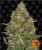 Pineapple Express - samonakvétací semínka konopí