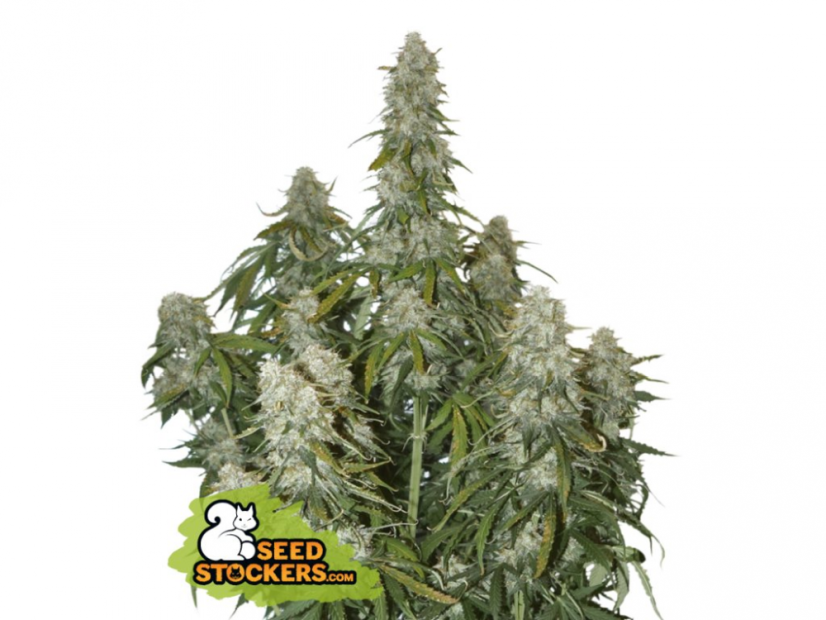 Big Bud Auto - samonakvétací semínka konopí - Počet semen v balení: 1, Výrobce: Seed Stockers