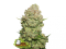 White Widow - feminizovaná semínka konopí - Počet semen v balení: 1, Výrobce: Seed Stockers