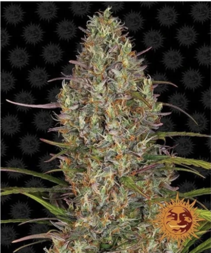 Glue Gelato - samonakvétací semínka konopí - Počet semen v balení: 3