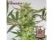 Buddha's Classics Diesel - feminizovaná semínka konopí - Počet semen v balení: 1, Výrobce: Buddha Seeds
