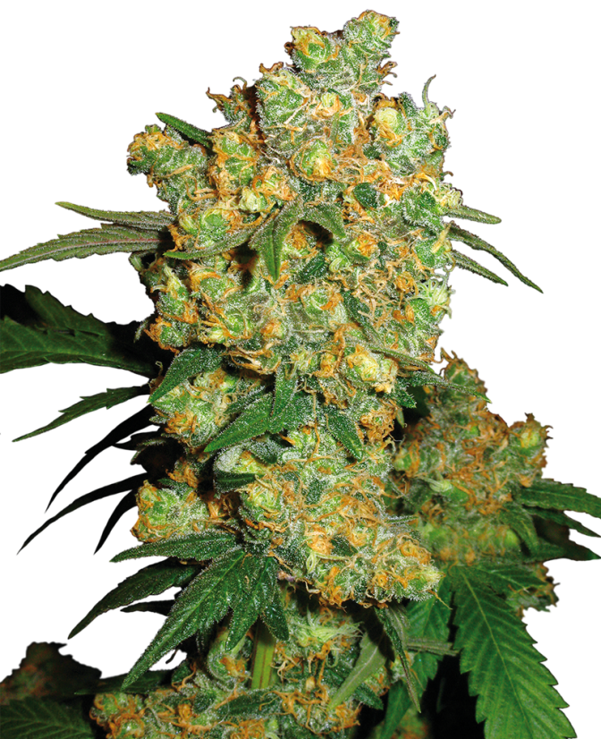 Sendi SeedS Big Bud