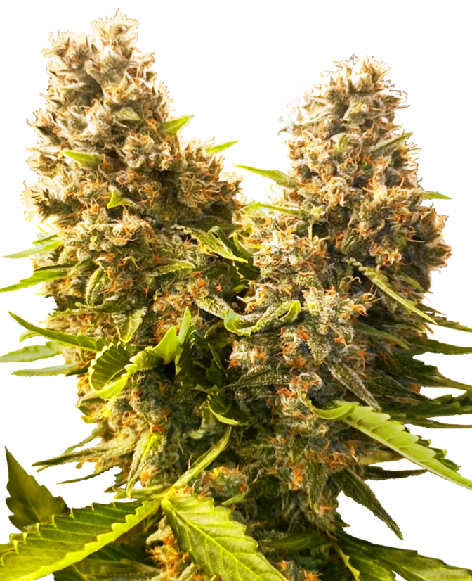 Sensi Seeds Banana Kush Cake Auto