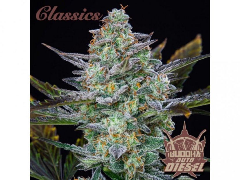 Buddha's Classics Auto Diesel - samonakvétací semínka konopí - Počet semen v balení: 1, Výrobce: Buddha Seeds