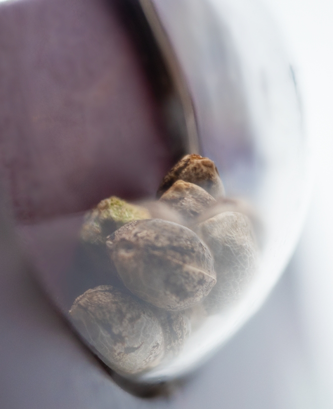 Semínka konopí Afghani