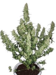 Magnum Auto - samonakvétací semínka konopí