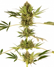 Himalayan CBD rostlina konopí