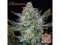 Buddha's Classics Auto Diesel - samonakvétací semínka konopí