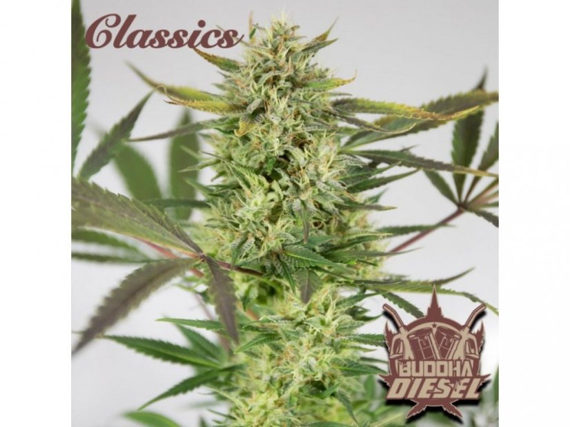 Buddha's Classics Diesel - feminizovaná semínka konopí - Počet semen v balení: 3, Výrobce: Buddha Seeds