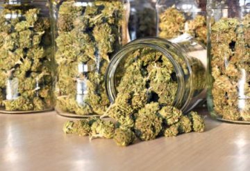 CBD konopí - Obsah THC - 0,2 %