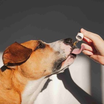 CBD olej pro zvířata - Veterinární přípravek 