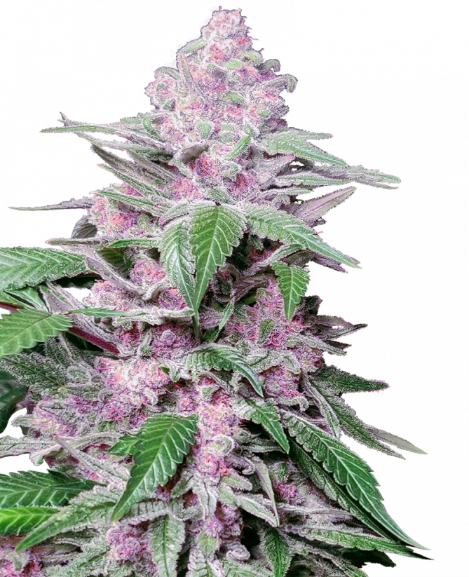 Purple Cookie Kush - feminizovaná semínka konopí