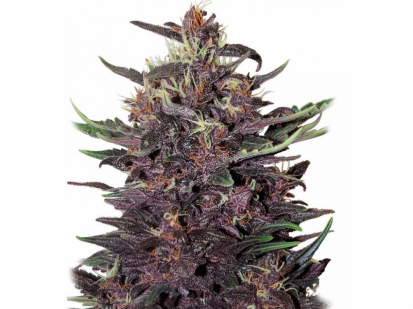 Buddha Purple Kush auto - samonakvétací semínka konopí - Počet semen v balení: 3, Výrobce: Buddha Seeds