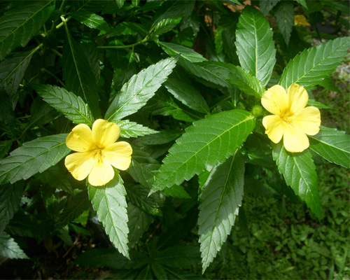 Damiana rostlina