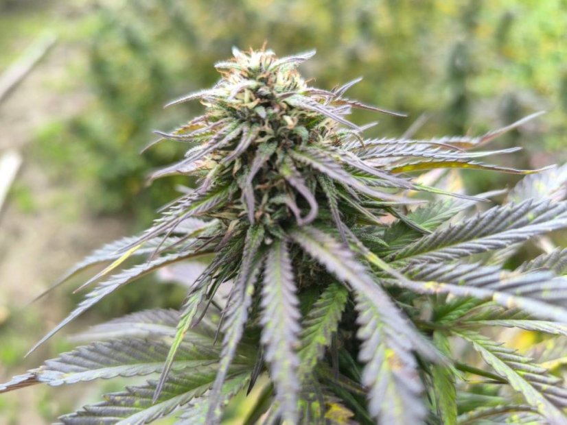 CBD konopí - Floberry Dream - Dobrý Šaman