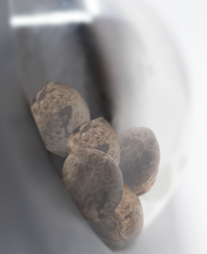 Tezla OG Feminized - feminizovaná semínka konopí