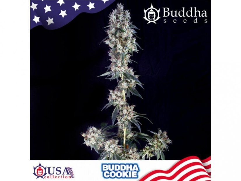 Buddha Cookie - feminizovaná semínka konopí