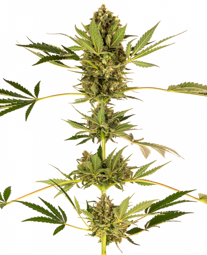 Himalayan CBD rostlina konopí