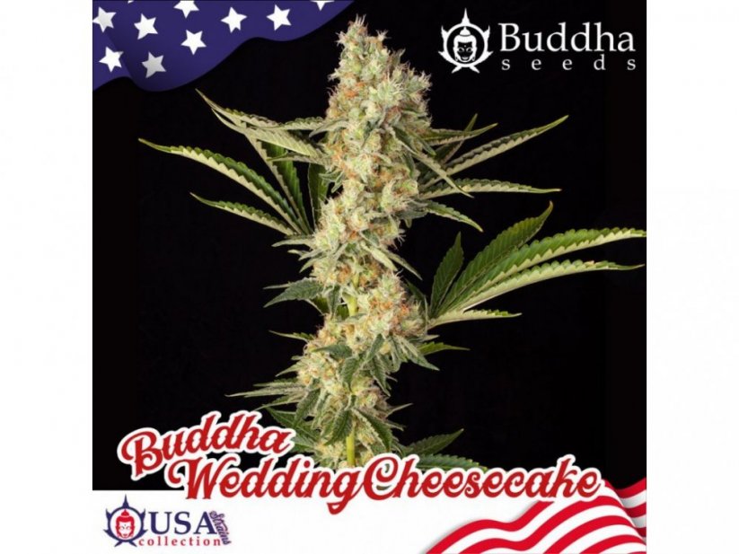 Buddha Wedding Cheesecake - feminizovaná semínka konopí - Počet semen v balení: 3, Výrobce: Buddha Seeds