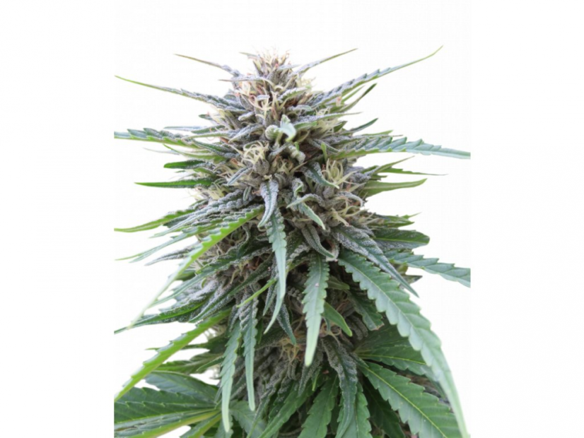 Frizzy Kush - feminizovaná semínka konopí