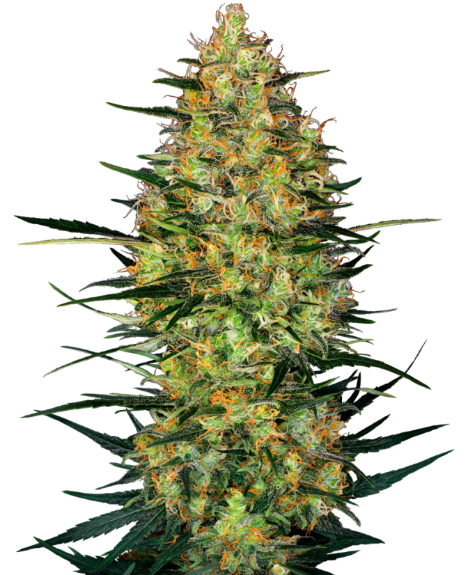 Caramellow Kush