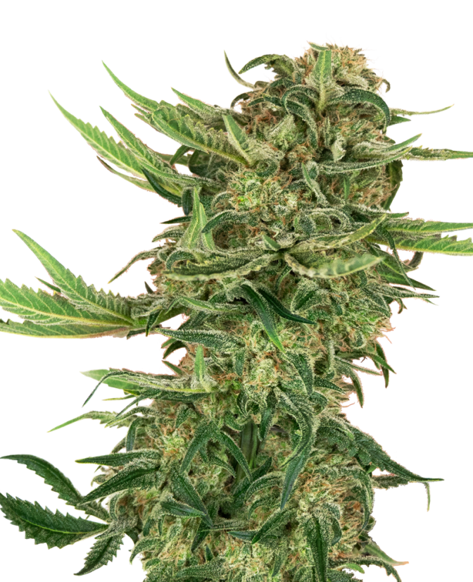Sensi Seeds - N13 Kush