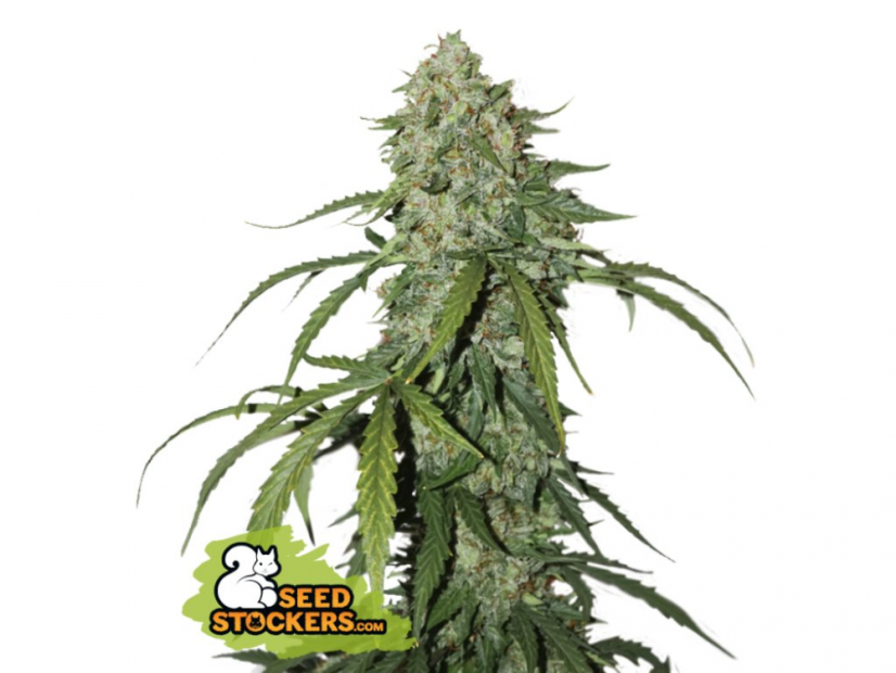 CBD 1/1 Silver Lime Haze Auto - samonakvétací semínka konopí