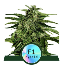 Apollo F1 - feminizovaná semínka konopí