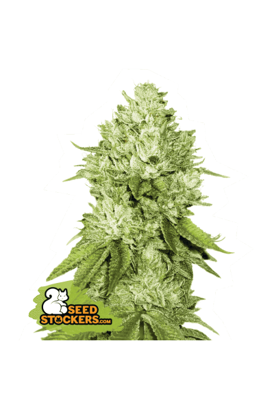 Pineapple - feminizovaná semínka konopí