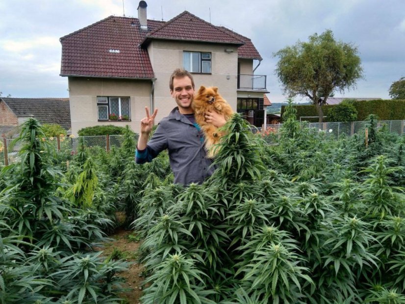 CBD konopí - Floberry Dream - Dobrý Šaman