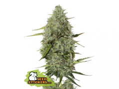BCN Critical XXL Auto - samonakvétací semínka konopí