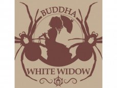 Buddha's Classics White Widow - feminizovaná semínka konopí