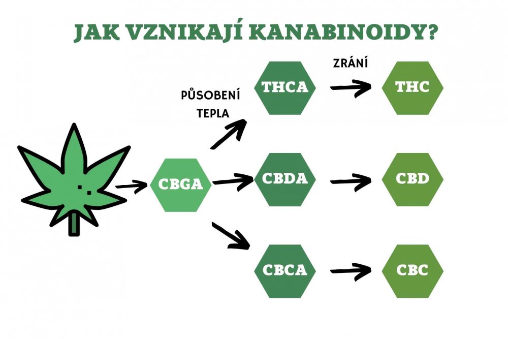 CBG a CBGA, jak vznikají kanabinoidy